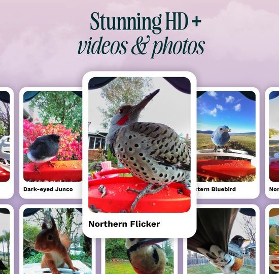 Bird Buddy Smart Bird Feeder | BUNDEL